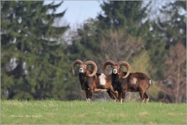 <p>MUFLON (Ovis musimon) Šluknovsko - Valdek /Mouflon - Mufflon/ </p>